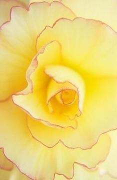 Photo:  Yellow begonia